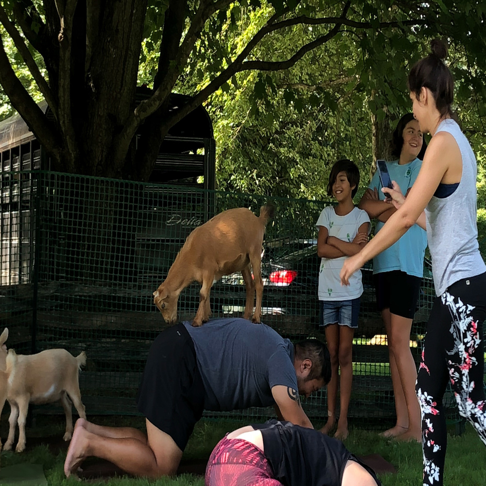 Goat Yoga