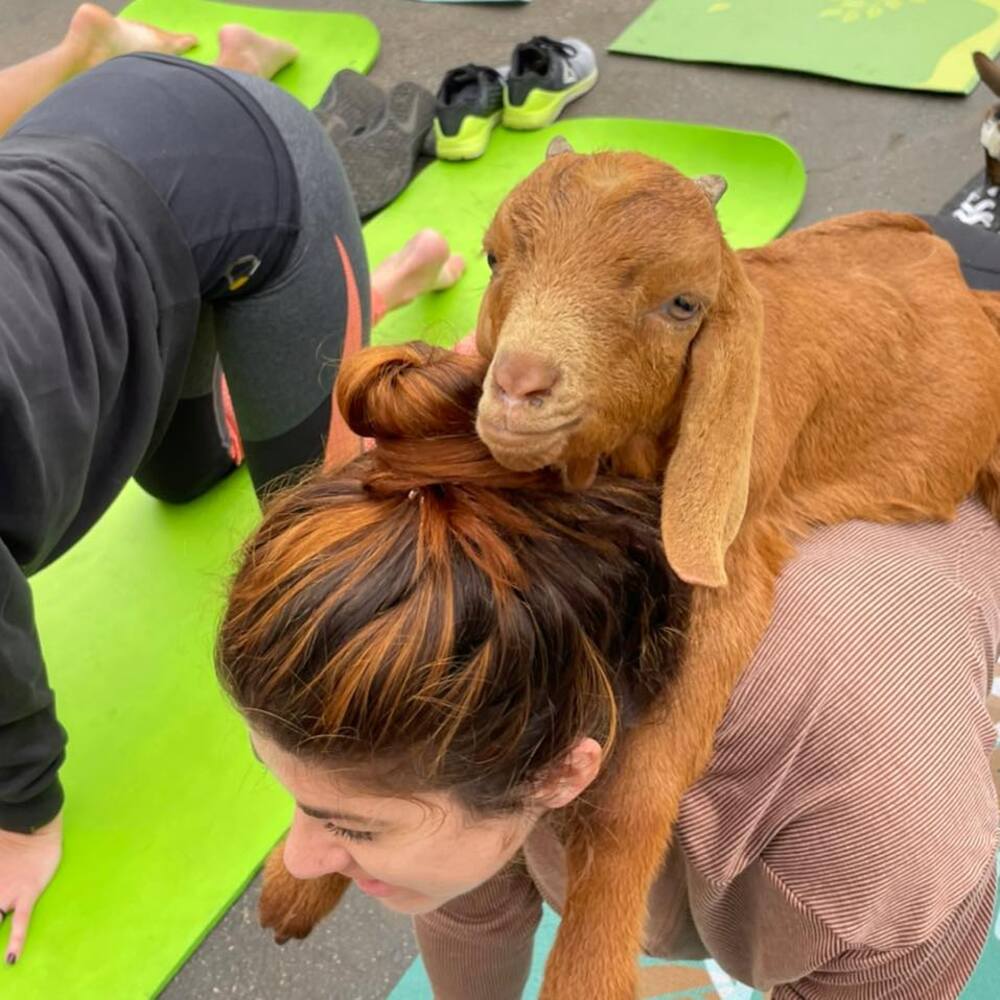 Goat Yoga