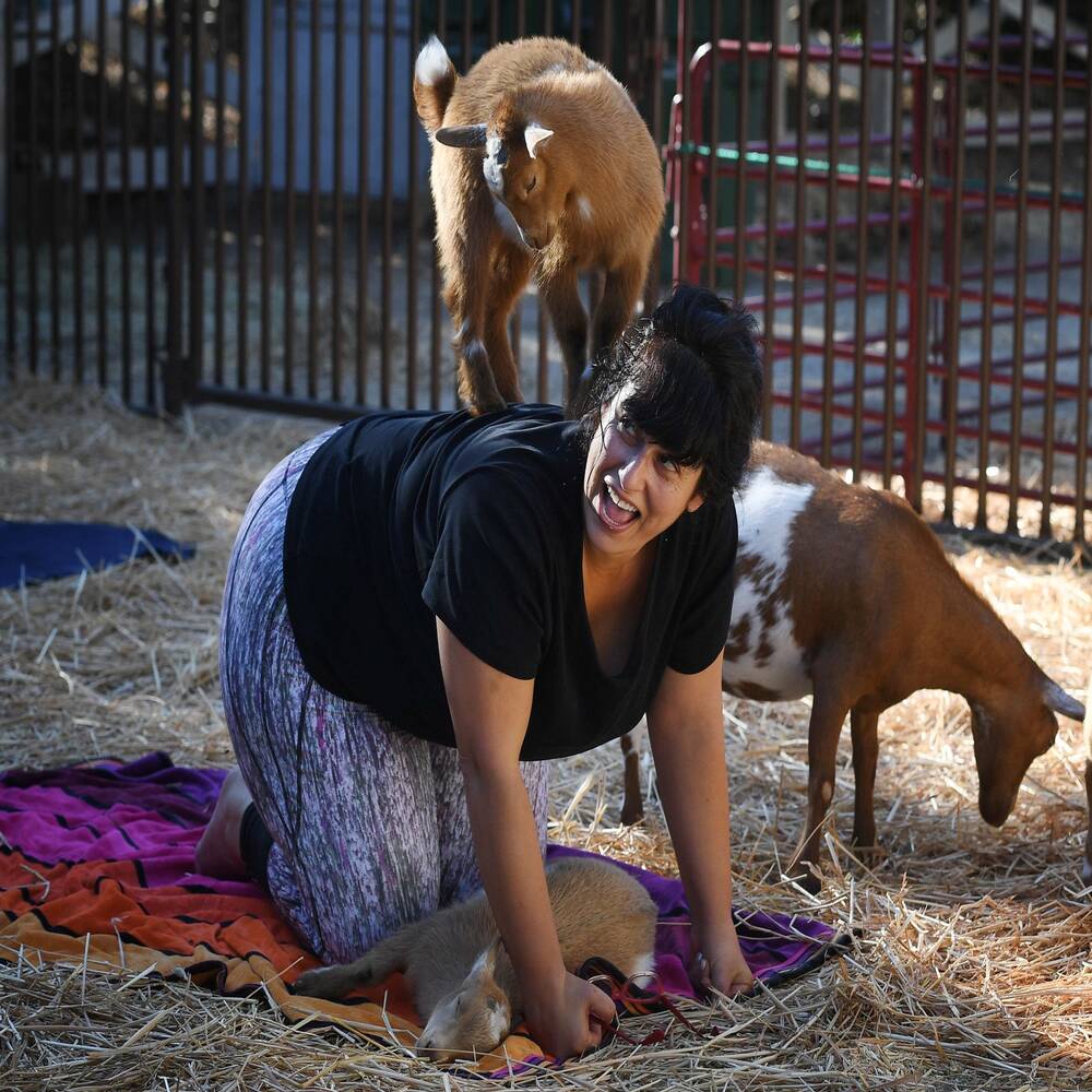 Goat Yoga