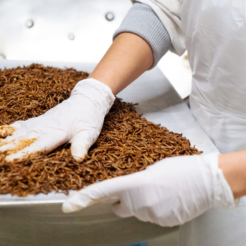 Production of Protein Powder from Worms