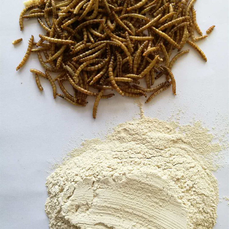 Production of Protein Powder from Worms